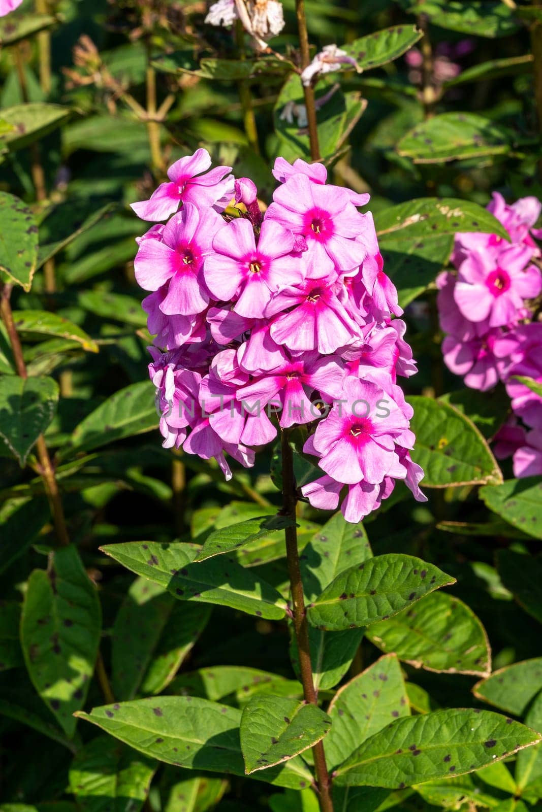 Phlox paniculata 'Eva Cullum' a pink herbaceous summer autumn flower plant, stock photo image