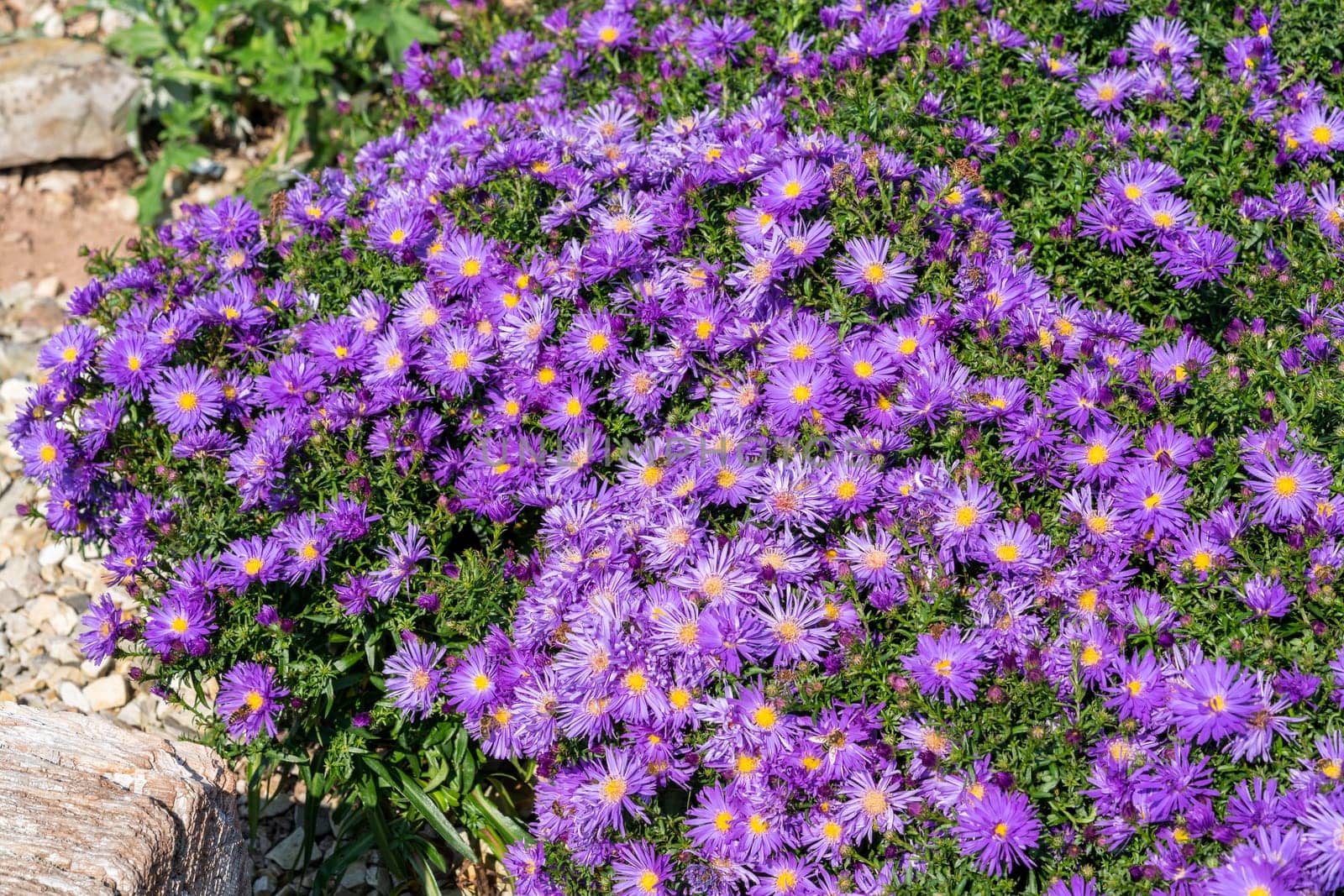 Aster 'Herfstweelde' (Autumn Wealth) a lavender blue herbaceous perennial summer autumn flower plant commonly known as Michaelmas daisy, stock photo image