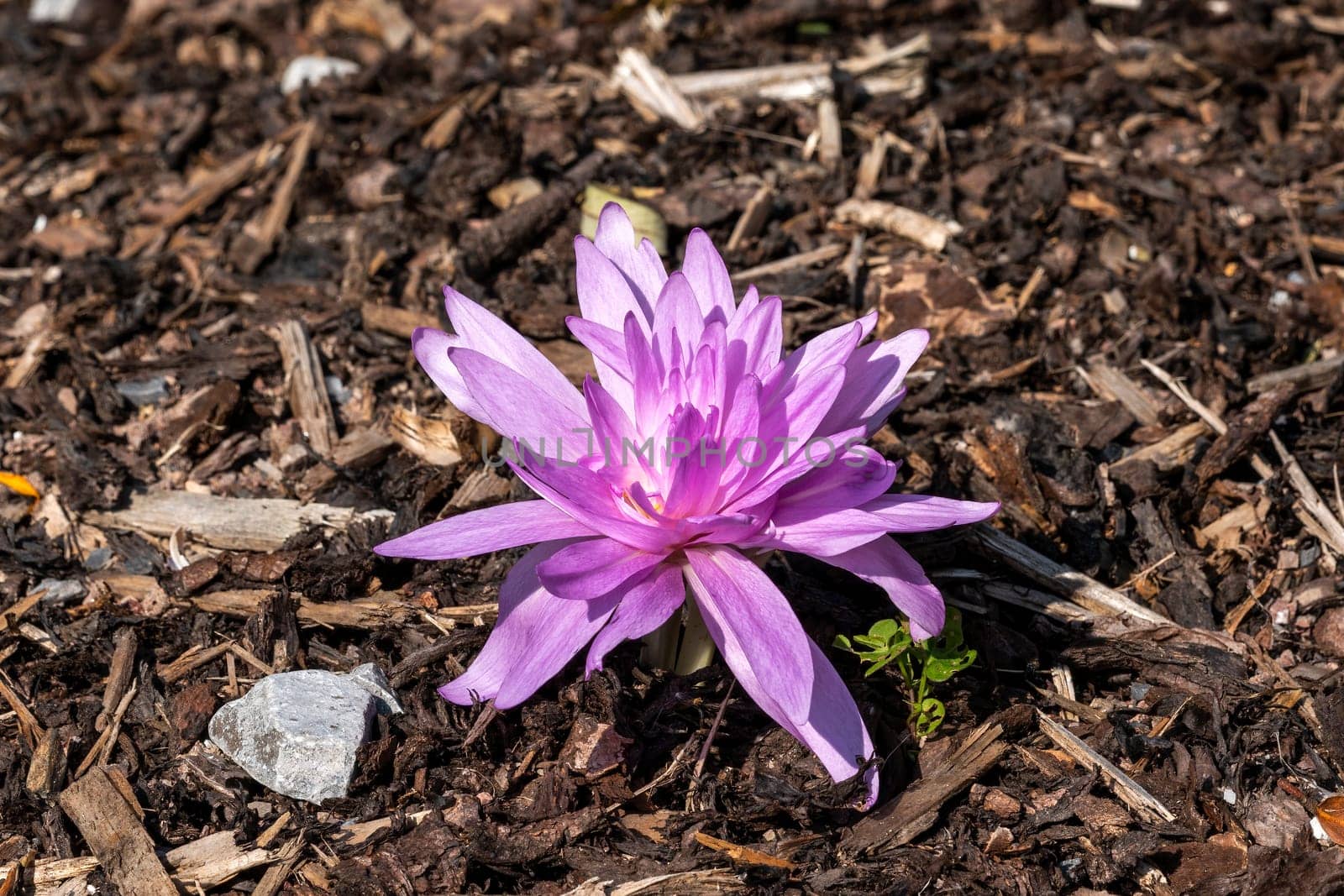 Colchicum autumnale 'Waterlily' an autumn fall flower bulb plant commonly known as Autumn Crocus stock photo image