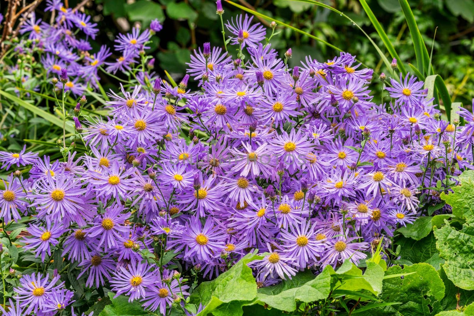 Aster x frikartii 'Monch' a lavender blue herbaceous perennial summer autumn flower plant commonly known as Michaelmas daisy, stock photo image