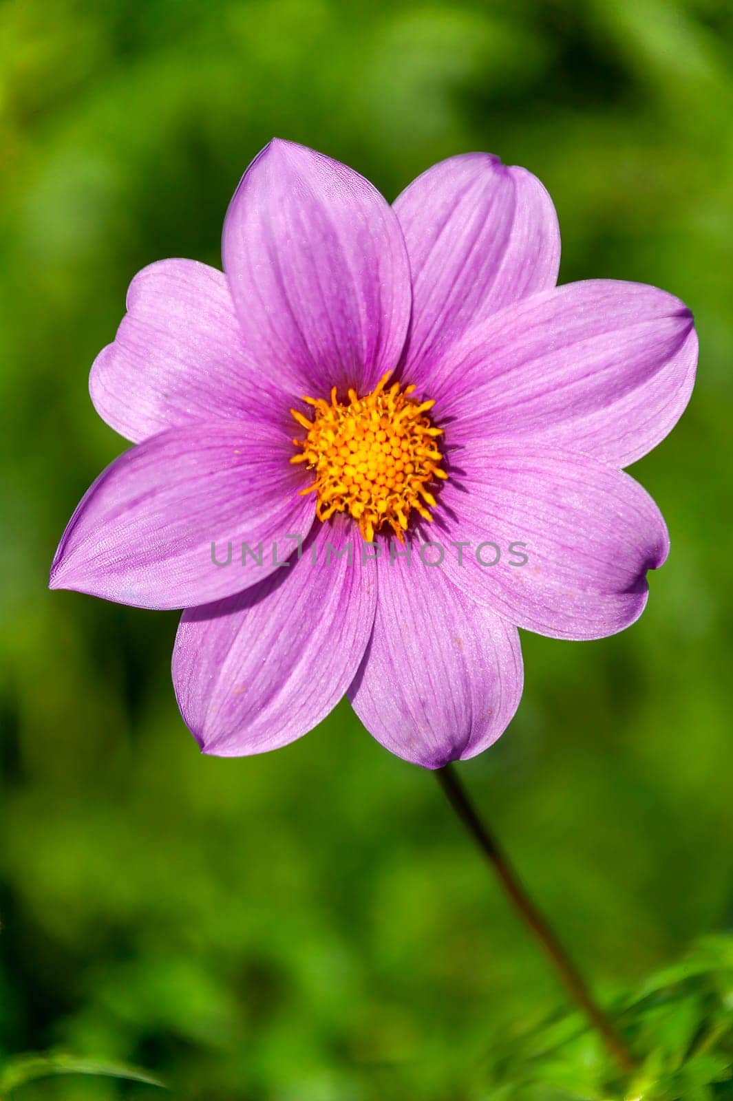 Dahlia 'Woodbridge' a lavender purple flower summer flower tuber plant, stock photo image