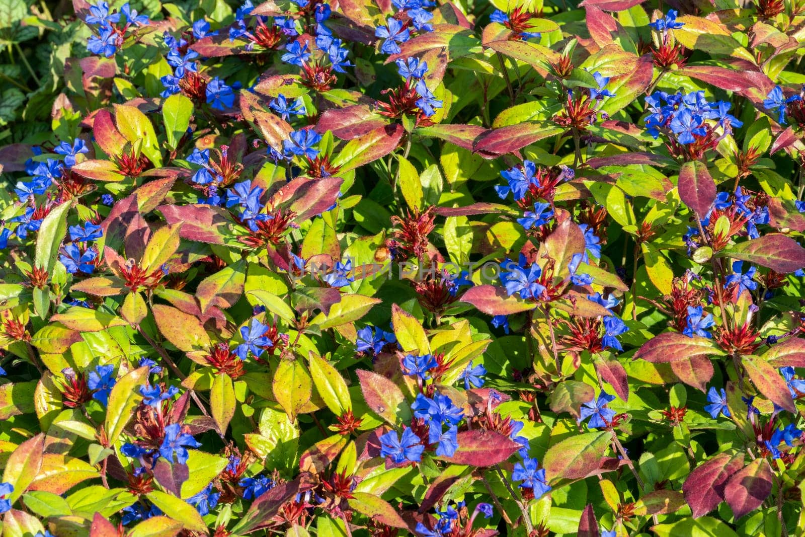 Ceratostigma plumbaginoides a summer autumn flower plant commonly known as blue flowered leadwort, stock photo image
