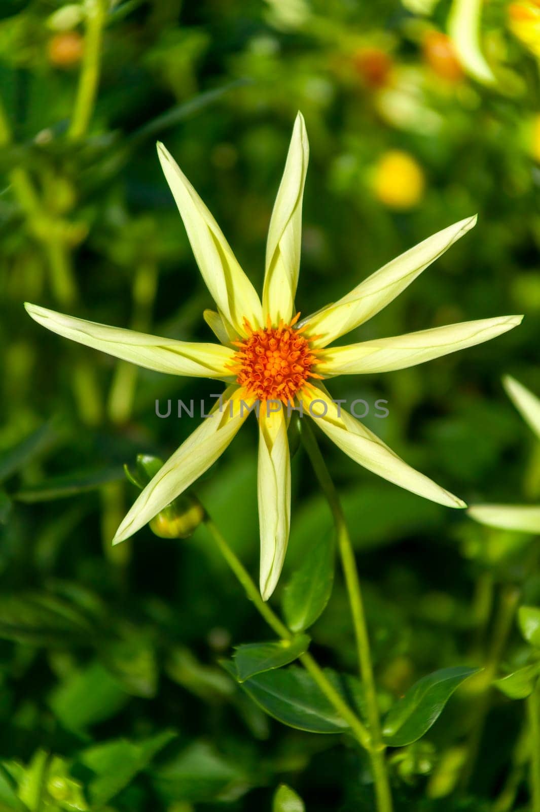 Dahlia 'Honka' a yellow flower summer flower tuber plant, stock photo image