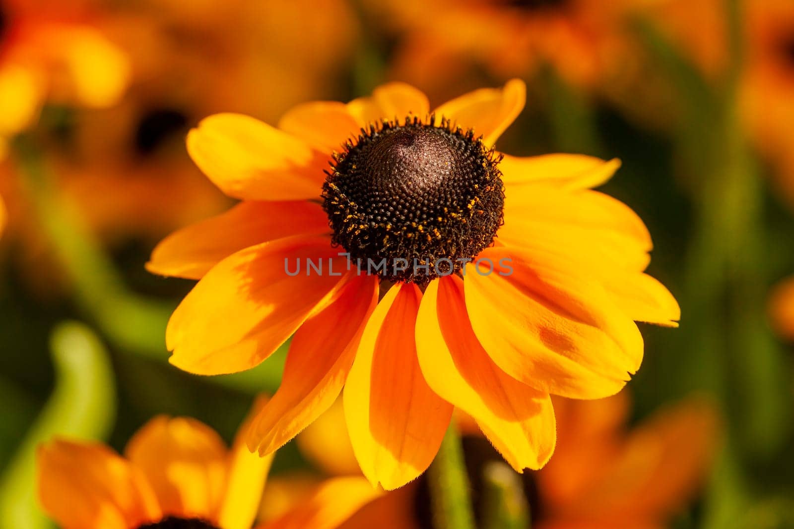 Rudbeckia hirta 'Toto' a yellow orange herbaceous perennial summer autumn flower plant commonly known as Black Eyed Susan or Coneflower stock photo image