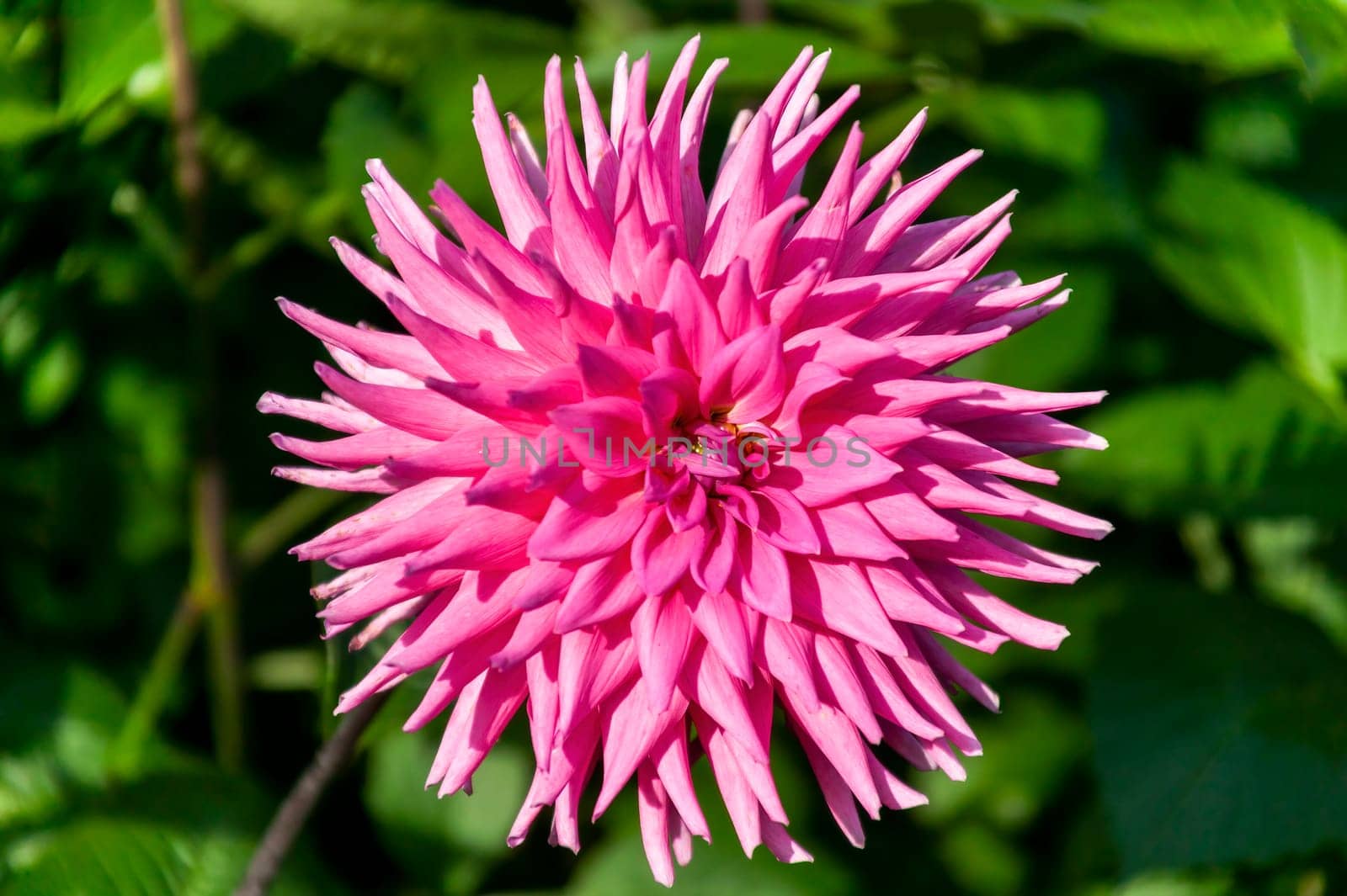 Dahlia 'Parkland Rave' a pink flower summer flower tuber plant, stock photo image