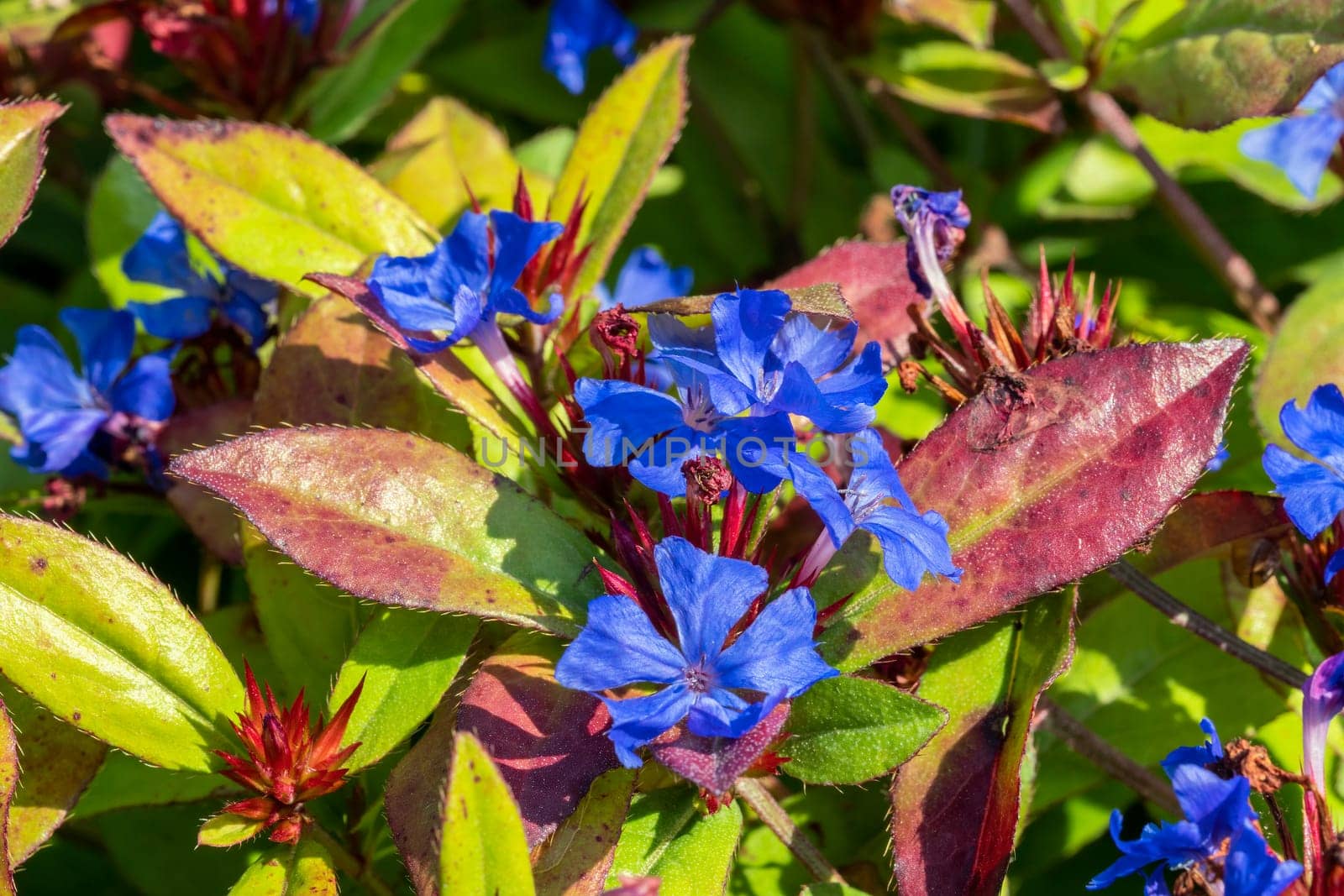 Ceratostigma plumbaginoides a summer autumn flower plant commonly known as blue flowered leadwort, stock photo image