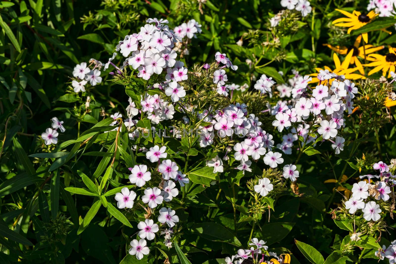 Phlox paniculata 'White Admiral' an herbaceous summer autumn flower plant, stock photo image