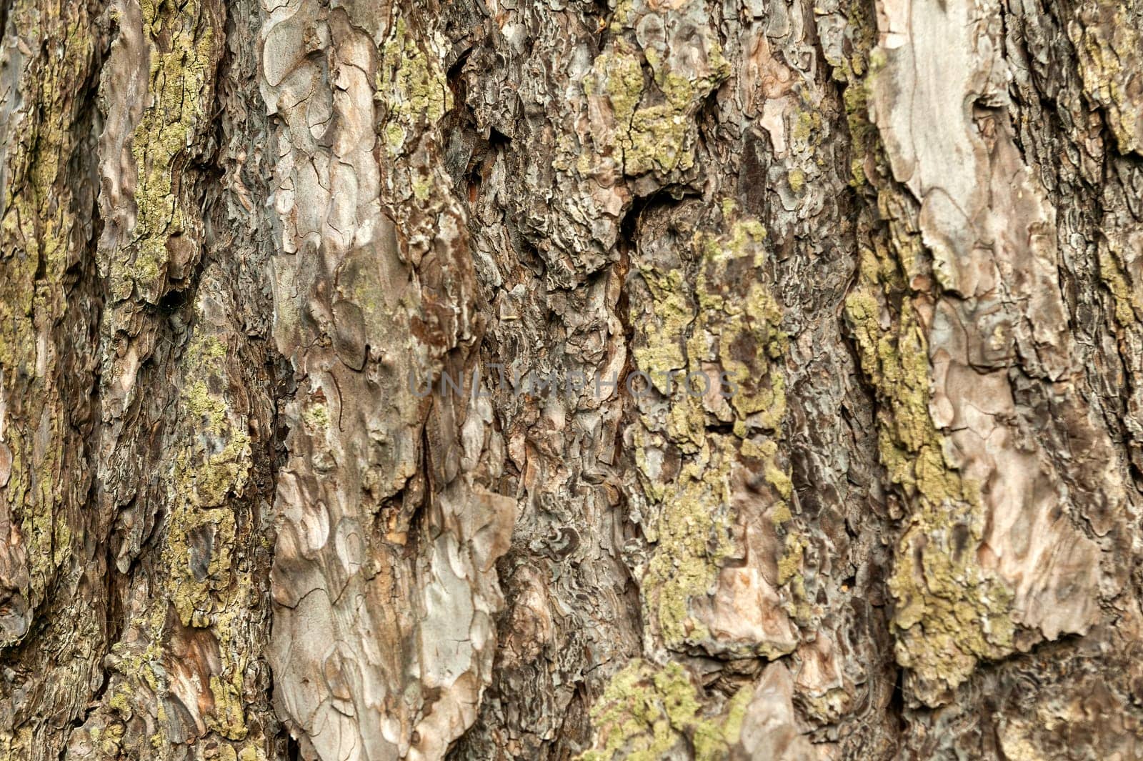 Pinus nigra subsp 'Nigra'  brown tree bark macro close up texture background commonly known as   Austrian Pine or black pine, stock photo image