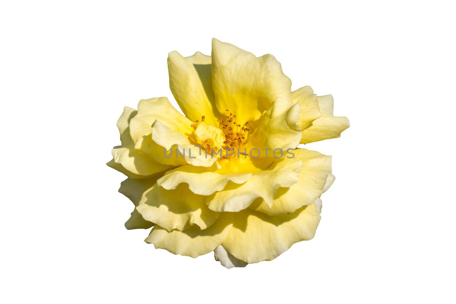 Rose 'Korlillub' (rosa) a yellow perennial spring summer autumn flower shrub plant also known as 'Lichtkonigin Lucia' cut out and isolated on a white background, stock photo image