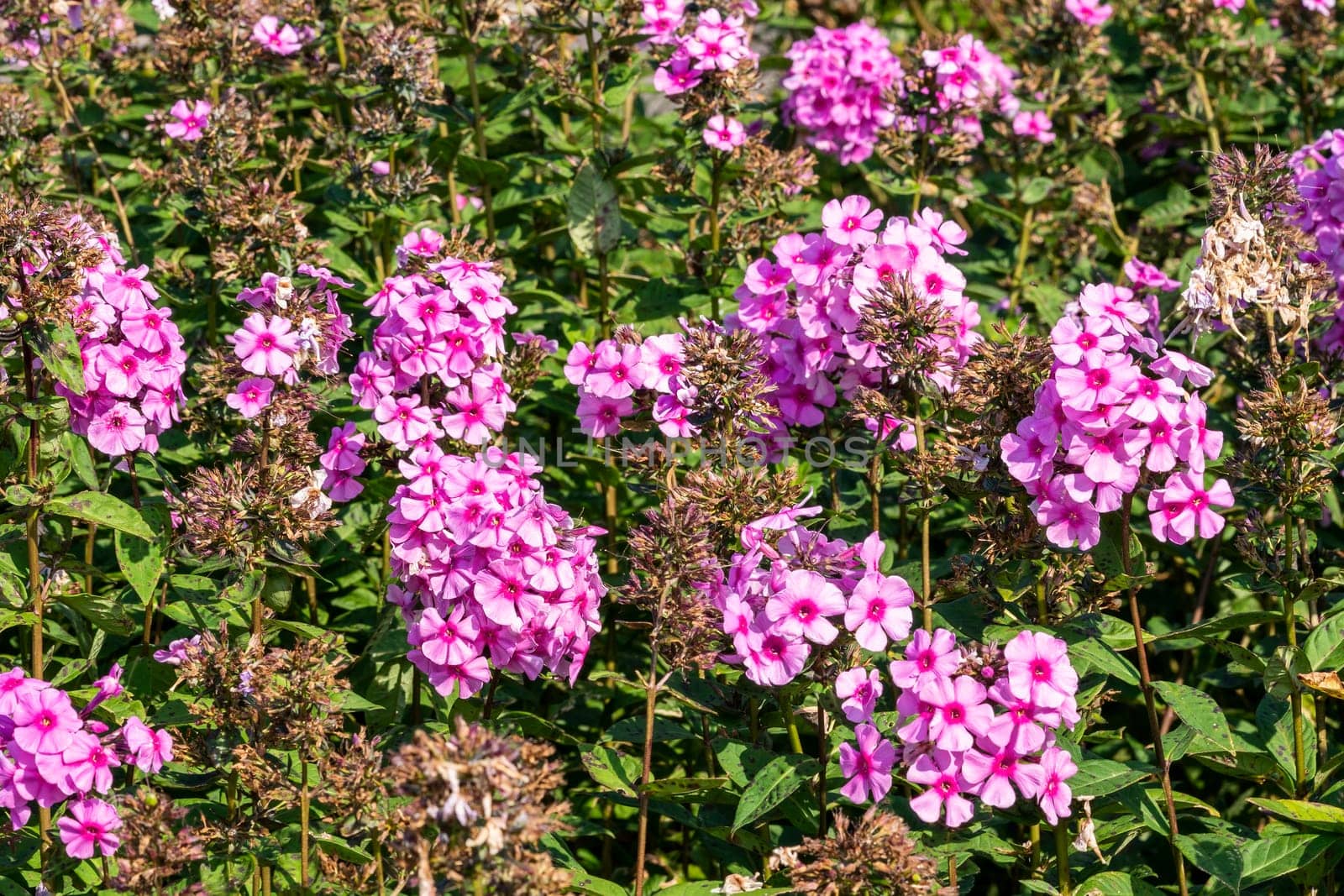 Phlox paniculata 'Eva Cullum' a pink herbaceous summer autumn flower plant, stock photo image