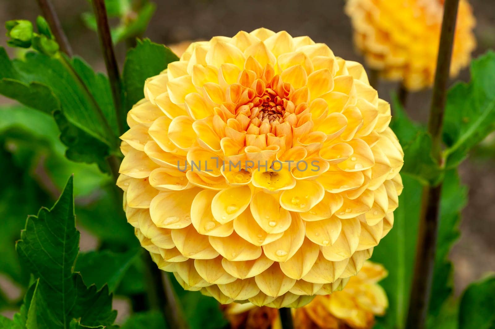 Dahlia 'Blyton Softer Gleam' a yellow orange summer pompom flower tuber plant, stock photo image
