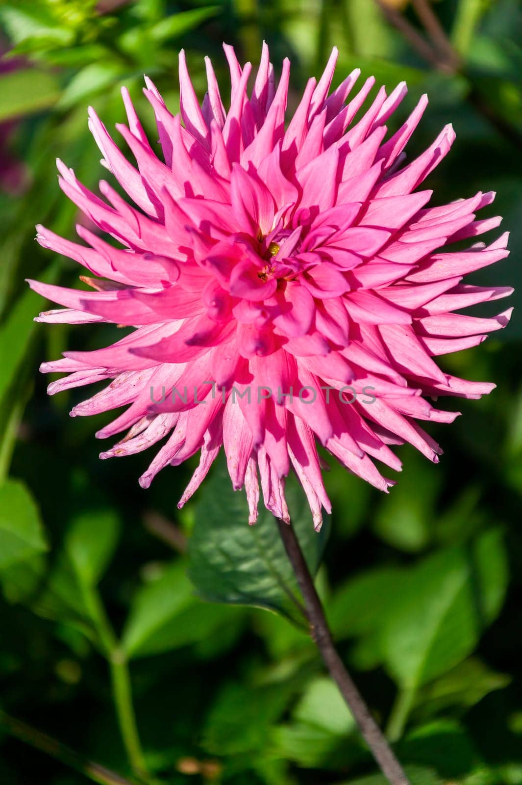 Dahlia 'Parkland Rave' a pink flower summer flower tuber plant, stock photo image