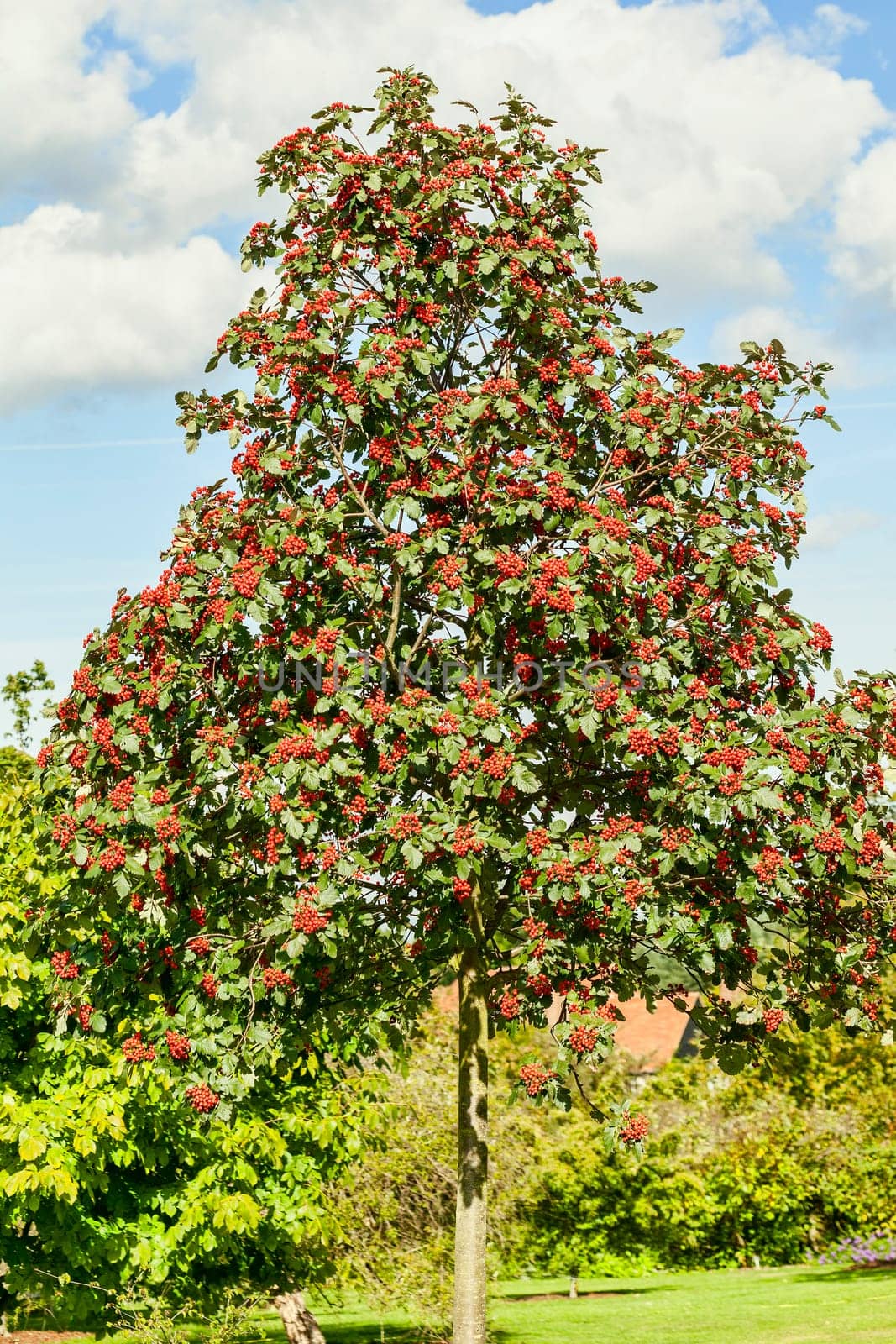 Sorbus hybrida 'Gibbsii' a mountain ash rowan tree with red colour berries in the autumn fall, stock photo image