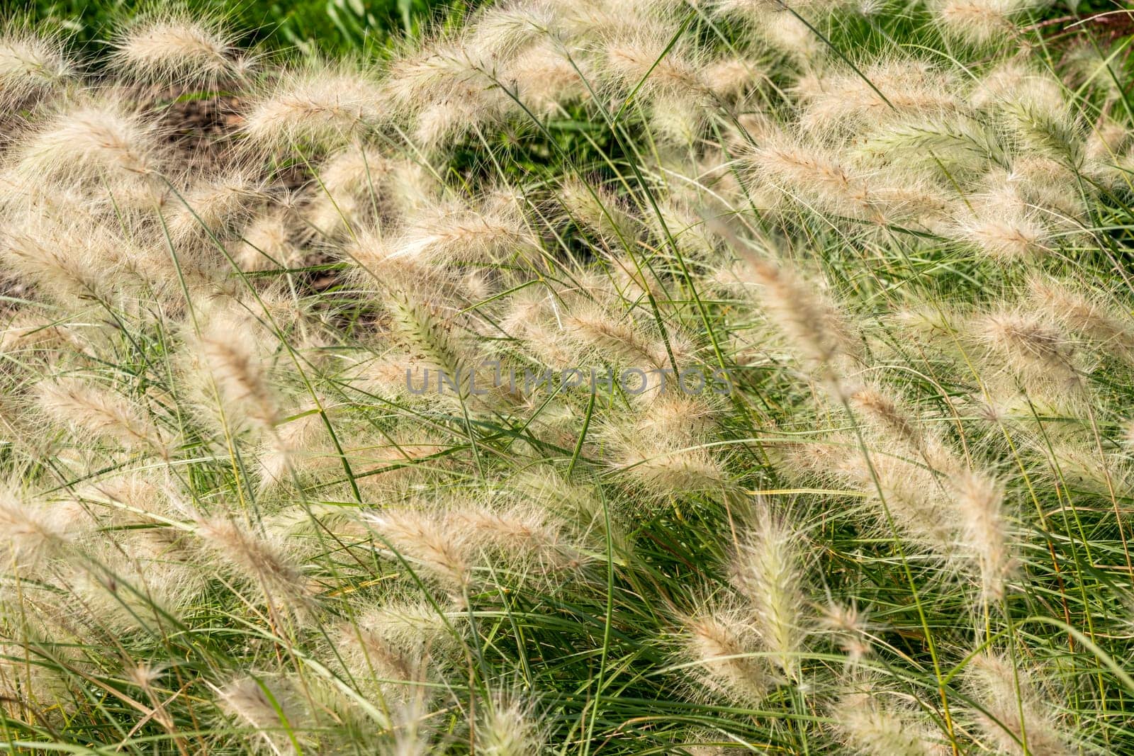 Pennisetum villosum 'Cream Falls' plant commonly known as feathertop grass