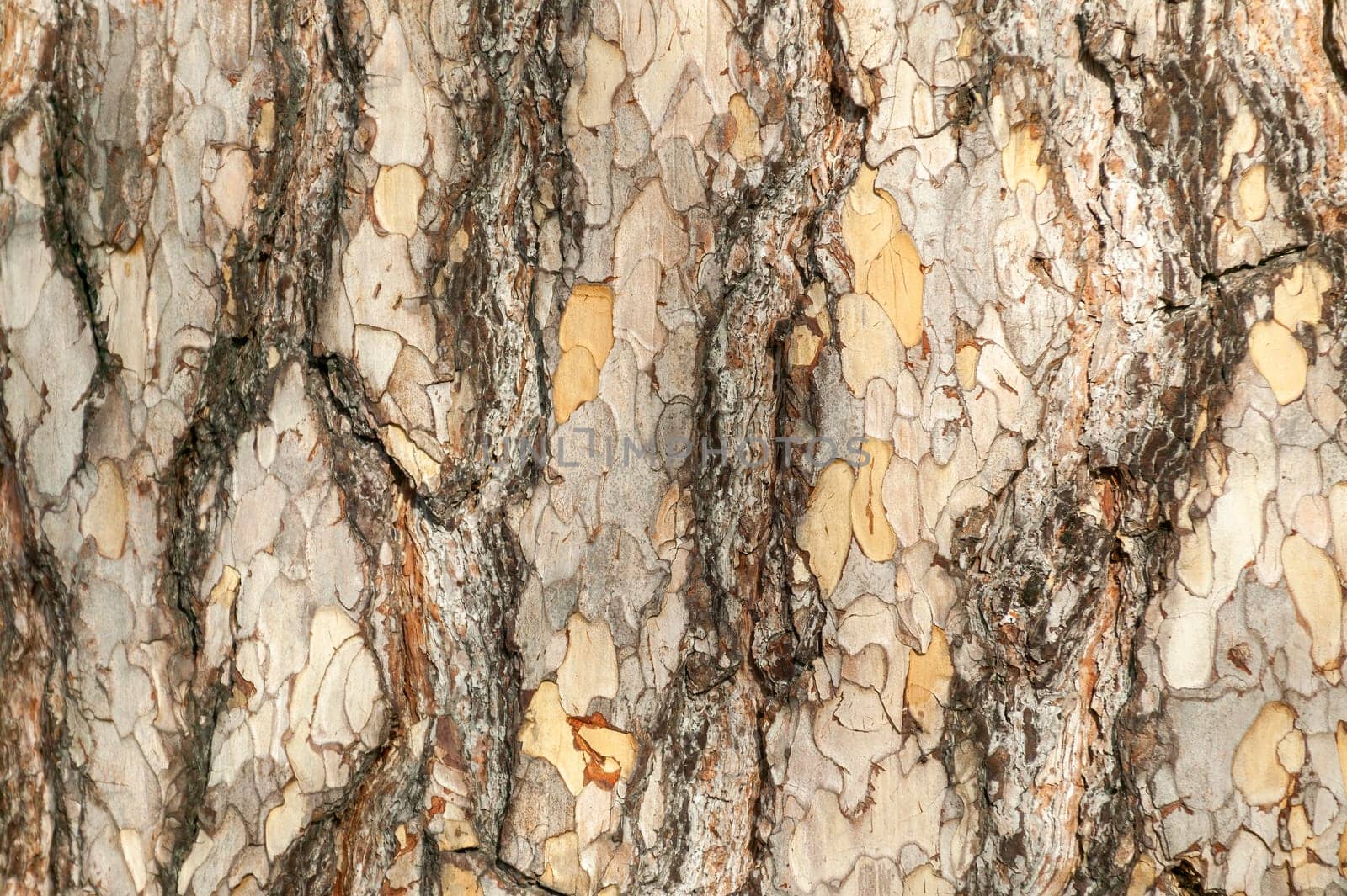Pinus nigra subsp 'Laricio'  brown tree bark macro close up texture background commonly known as Corsican pine or Pinus corsicana, stock photo image