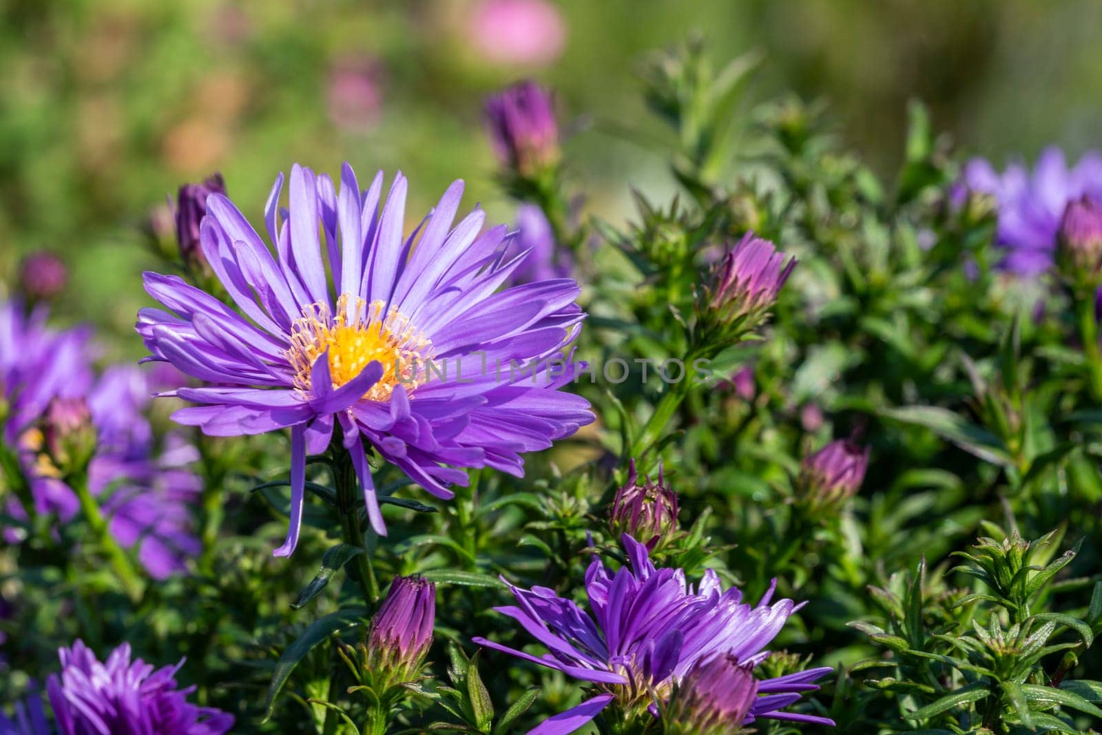 Aster 'Herfstweelde' (Autumn Wealth) a lavender blue herbaceous perennial summer autumn flower plant commonly known as Michaelmas daisy, stock photo image