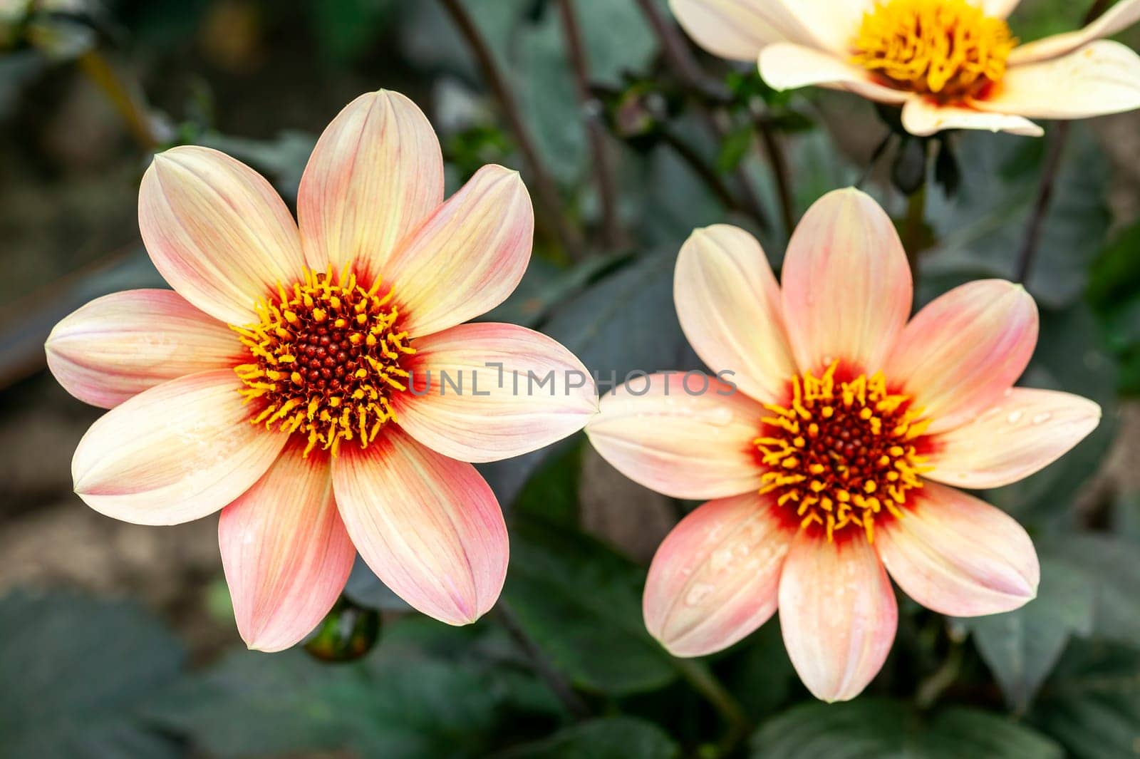 Dahlia 'Happy Single First Love' a orange pink summer autumn flower tuber plant, stock photo image