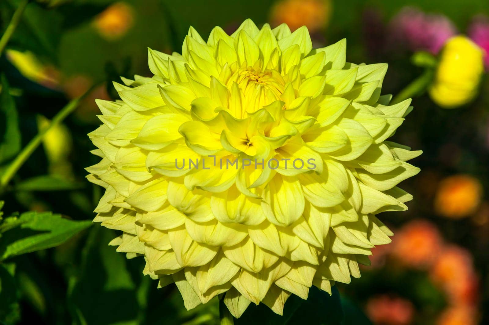 Dahlia 'Ryecroft Magnum' a yellow summer autumn semi cactus  flower tuber plant, stock photo image