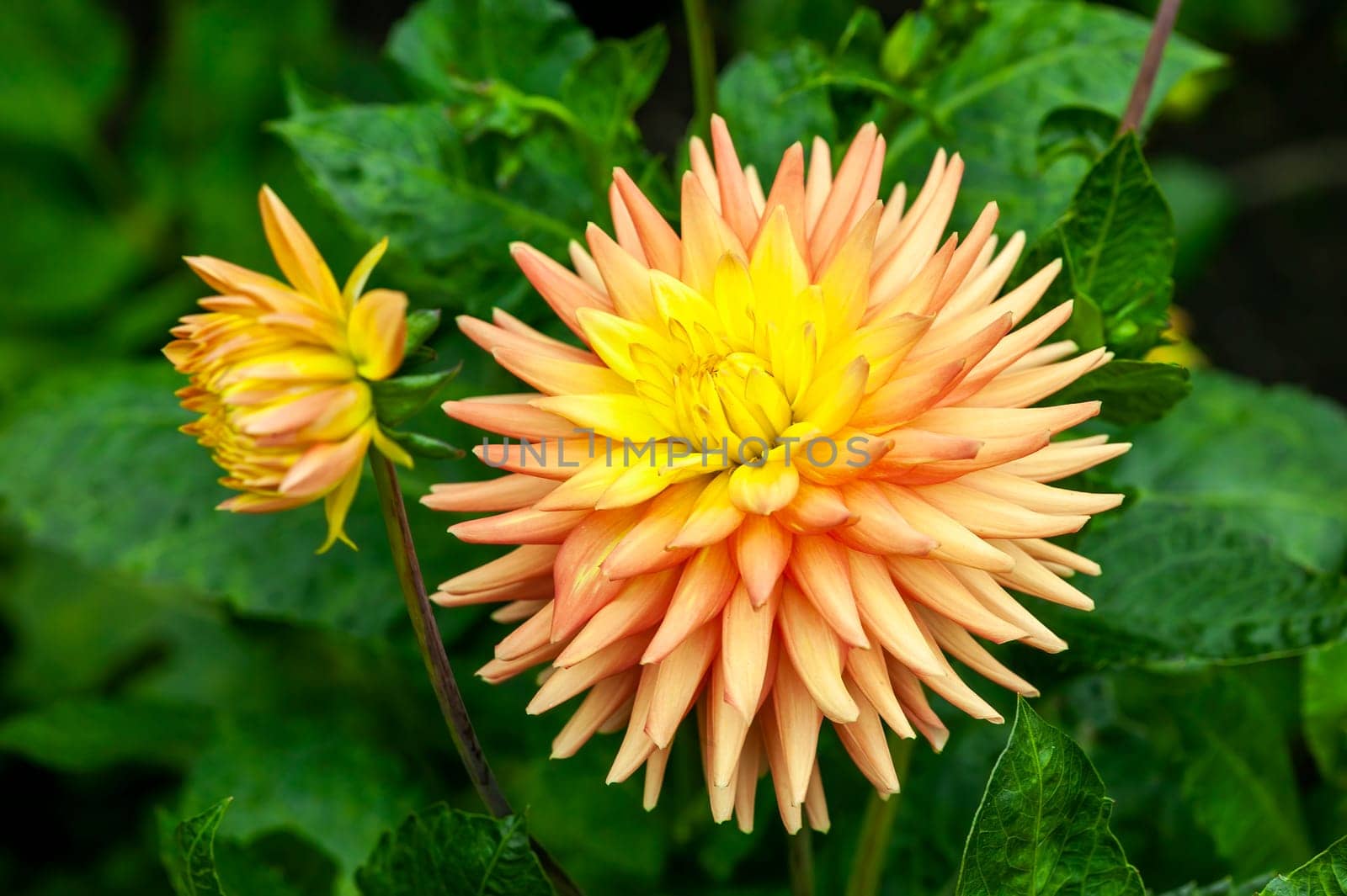 Dahlia 'Ruskin Myra' an orange yellow summer autumn semi cactus flower tuber plant, stock photo image