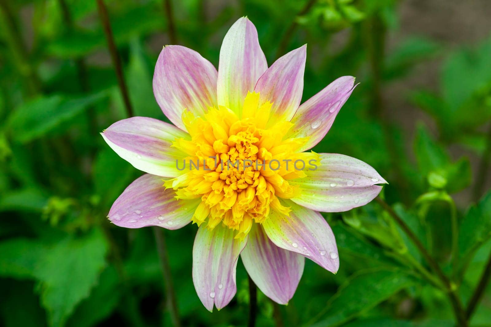 Dahlia 'Ryecroft Marge' a purple yellow summer autumn double flower tuber plant, stock photo image