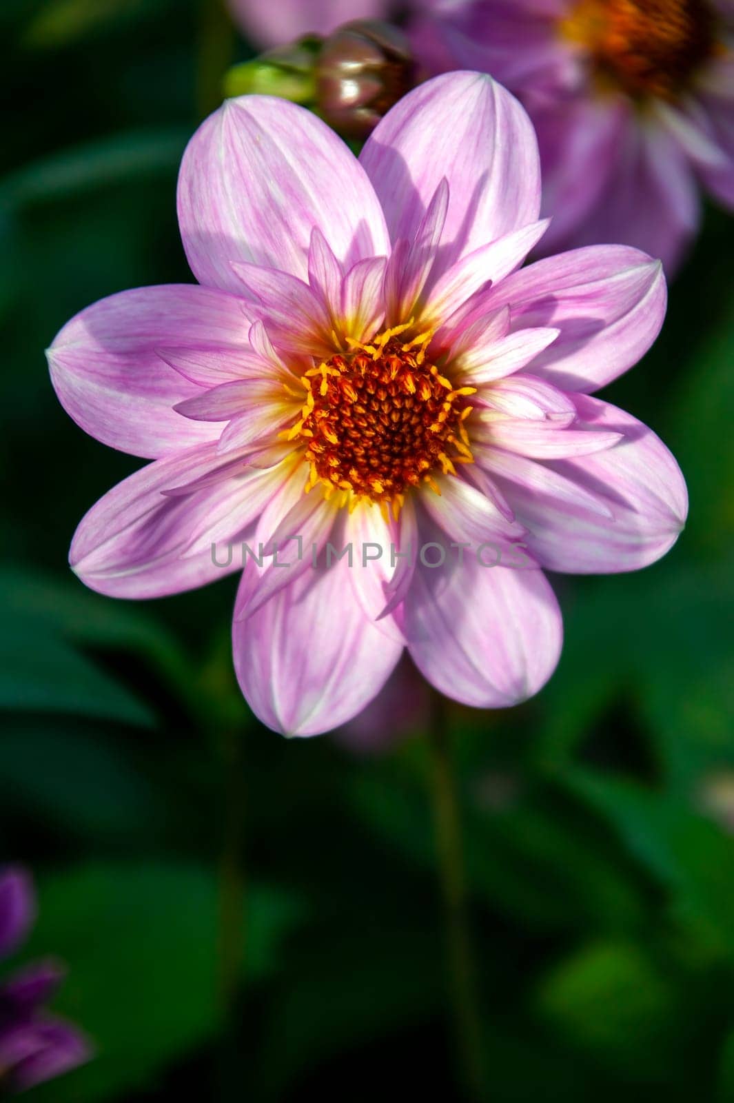 Dahlia 'Teesebrook Red Eye' a lavender purple pink summer autumn flower tuber plant, stock photo image