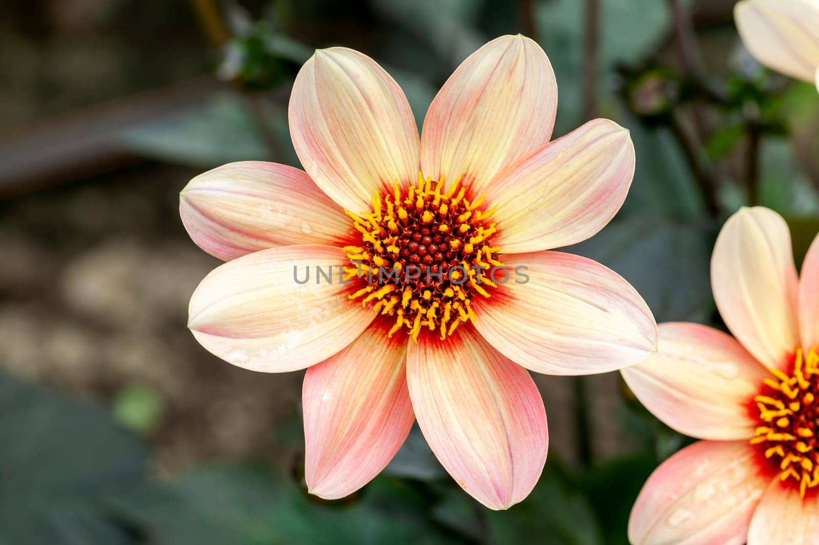 Dahlia 'Happy Single First Love' a orange pink summer autumn flower tuber plant, stock photo image