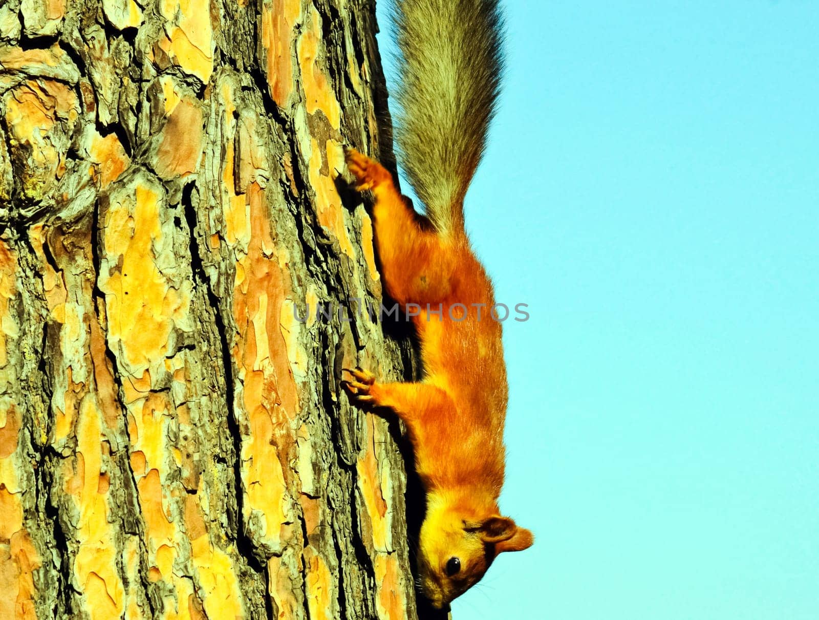 Squirrel crawls to the bottom of the tree. A forest rodent.