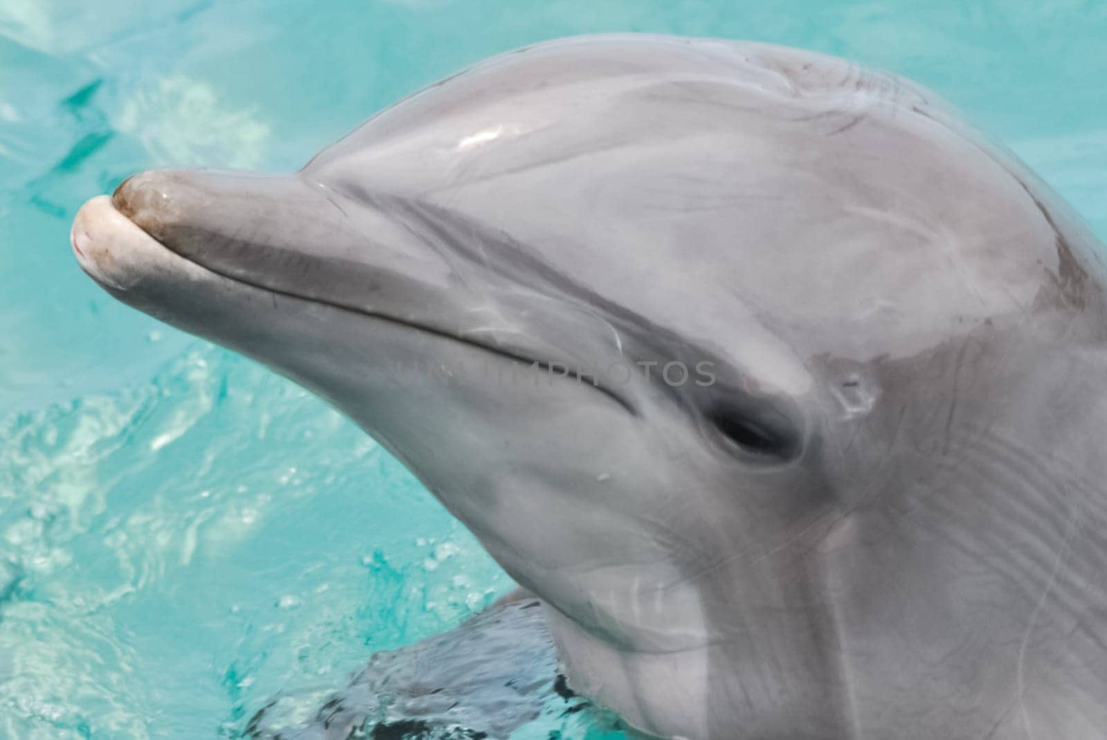 Dolphin in the pool. The head and the face of a dolphin.