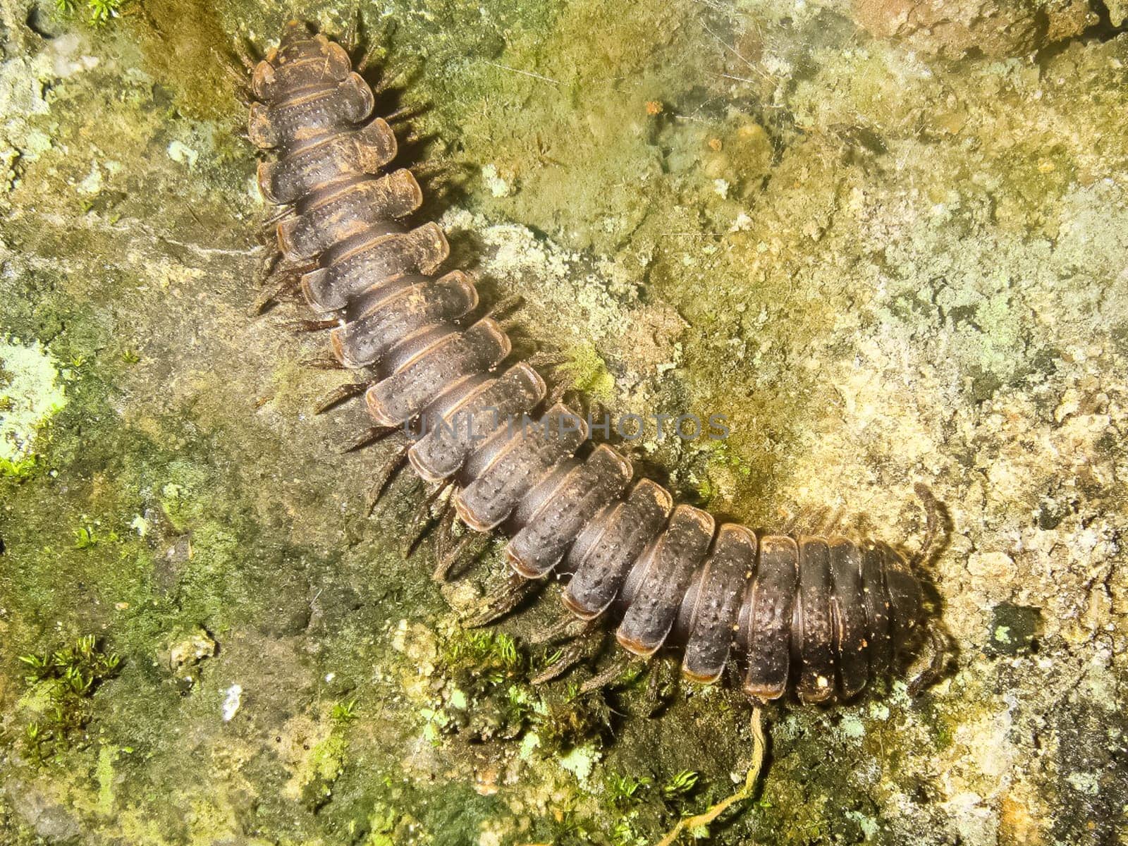 crawls on the moss centipede. centipede is a predatory insect.