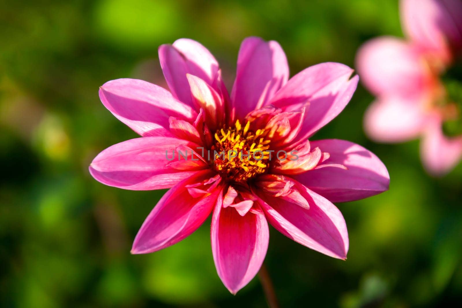 Dahlia 'Twyning's Pink Fish' a pink summer autumn double flower tuber plant, stock photo image
