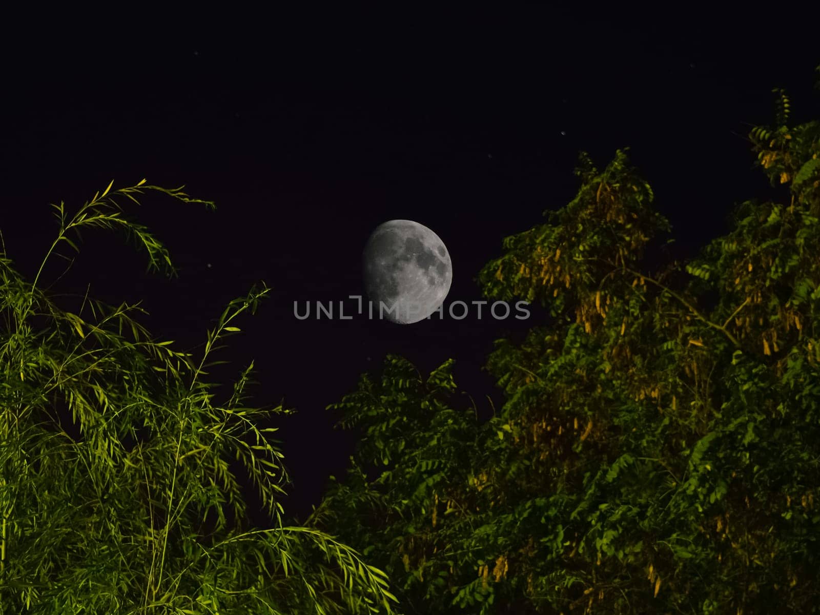 The moon is in the sky, the view between the crowns of the trees.