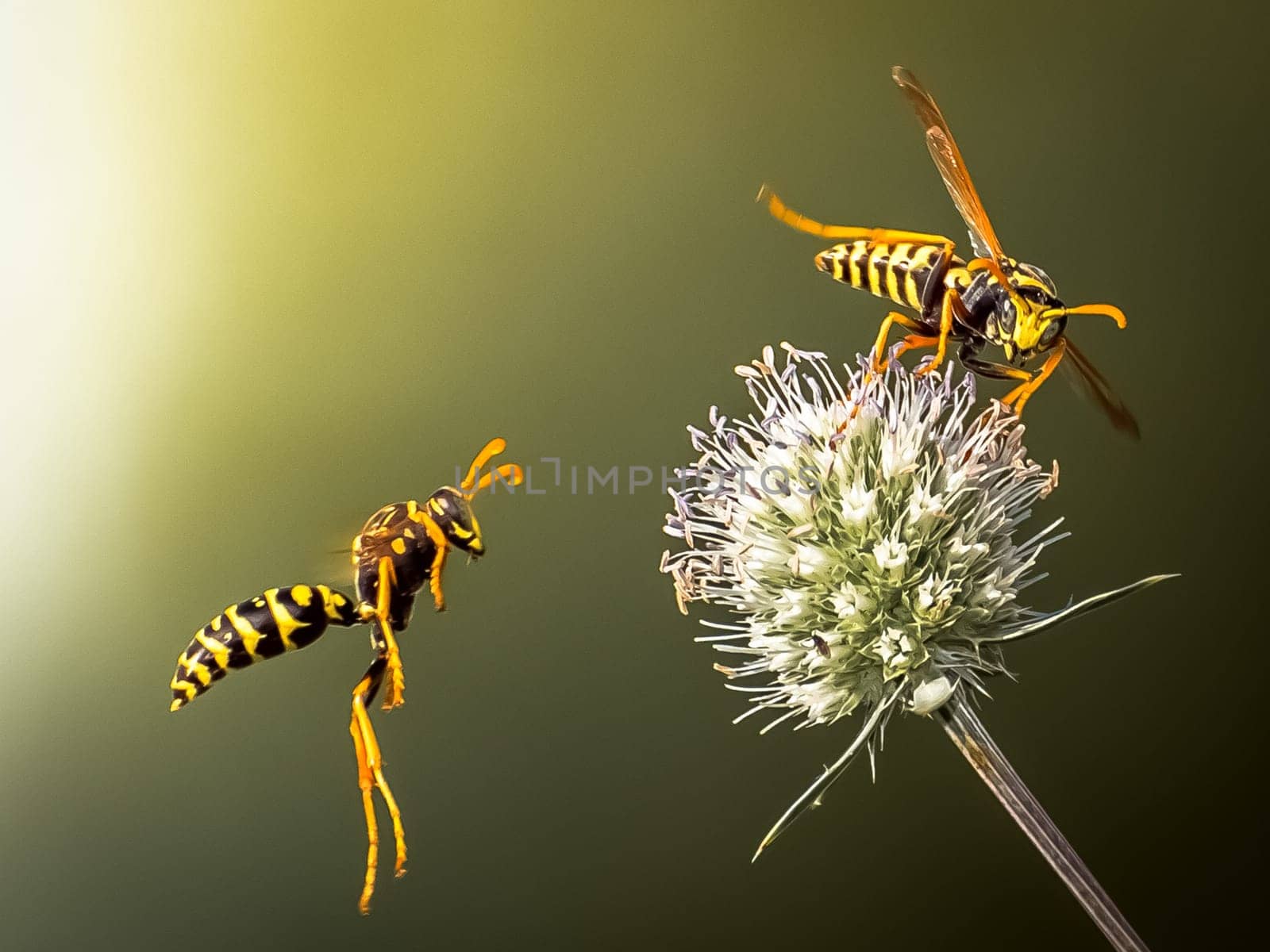 Wasps fly around the flower. Predatory wasps.
