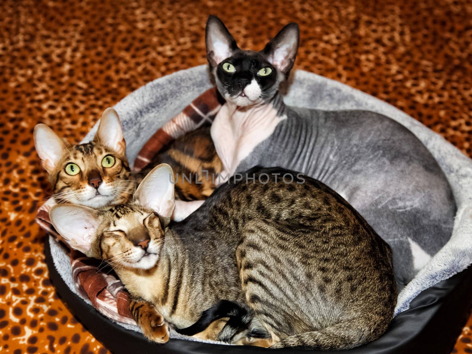 Cats with big ears sleep together in a cat bed.