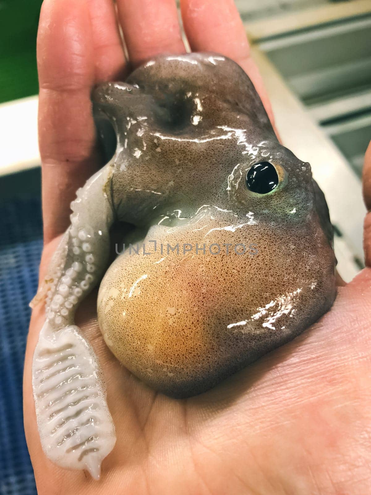 Deep-sea octopus in hand. Deep-sea fish in the fisherman's hand. A deep-sea animal.