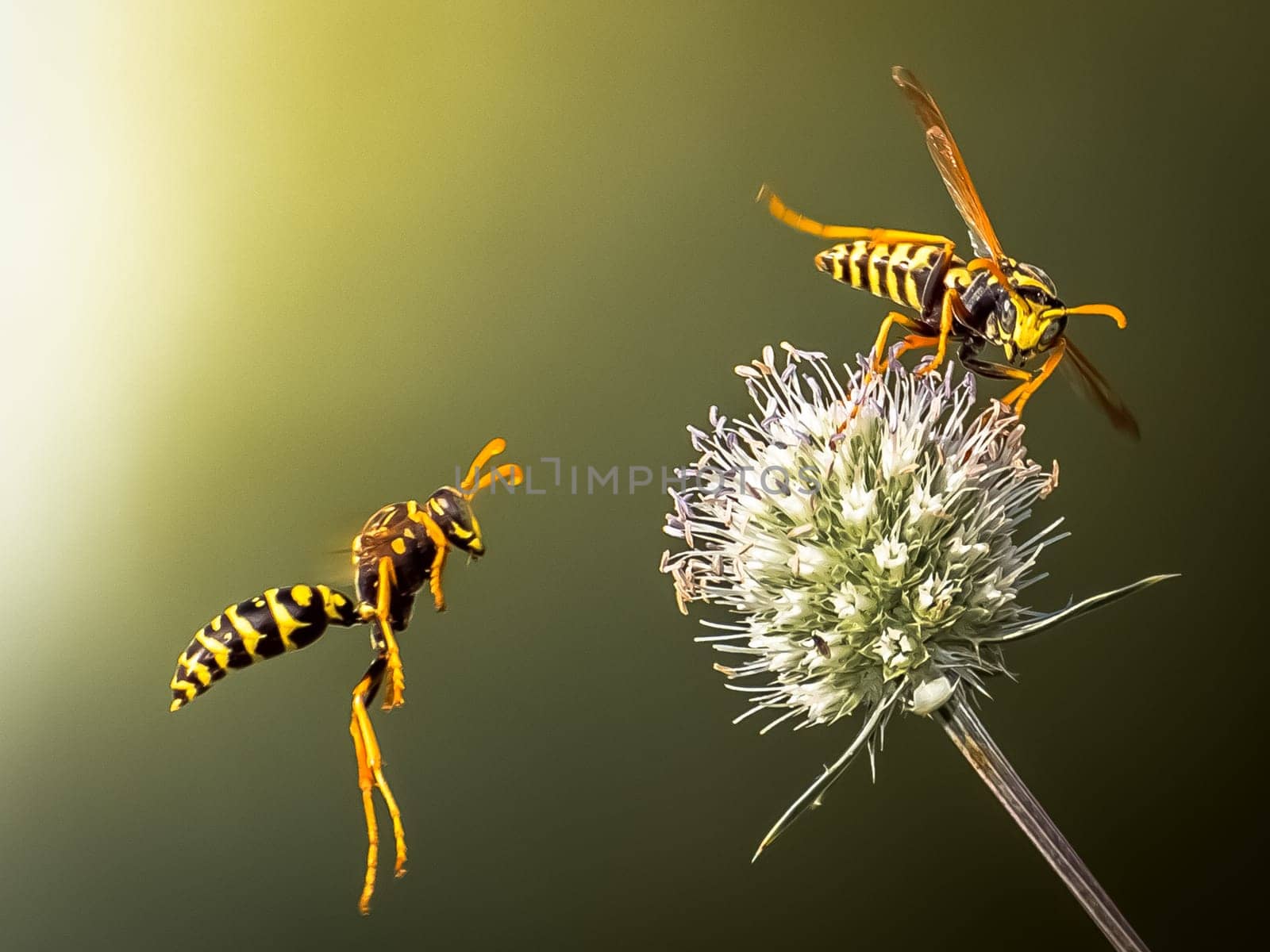 Wasps fly around the flower. Predatory wasps.