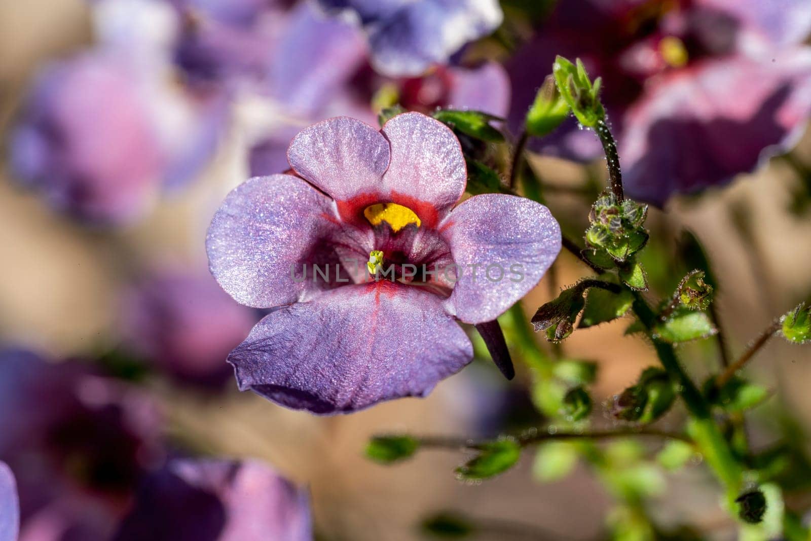 Diascia 'Denim Blue' a summer autumn herbaceous perennial flower plant commonly known as twinspur stock photo image