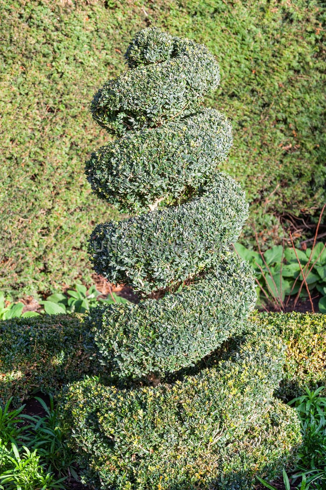 Topiary boxwood privet shrub pruned into a spiral shape tree which is an evergreen bush used in a formal ornamental garden or public park stock photo image