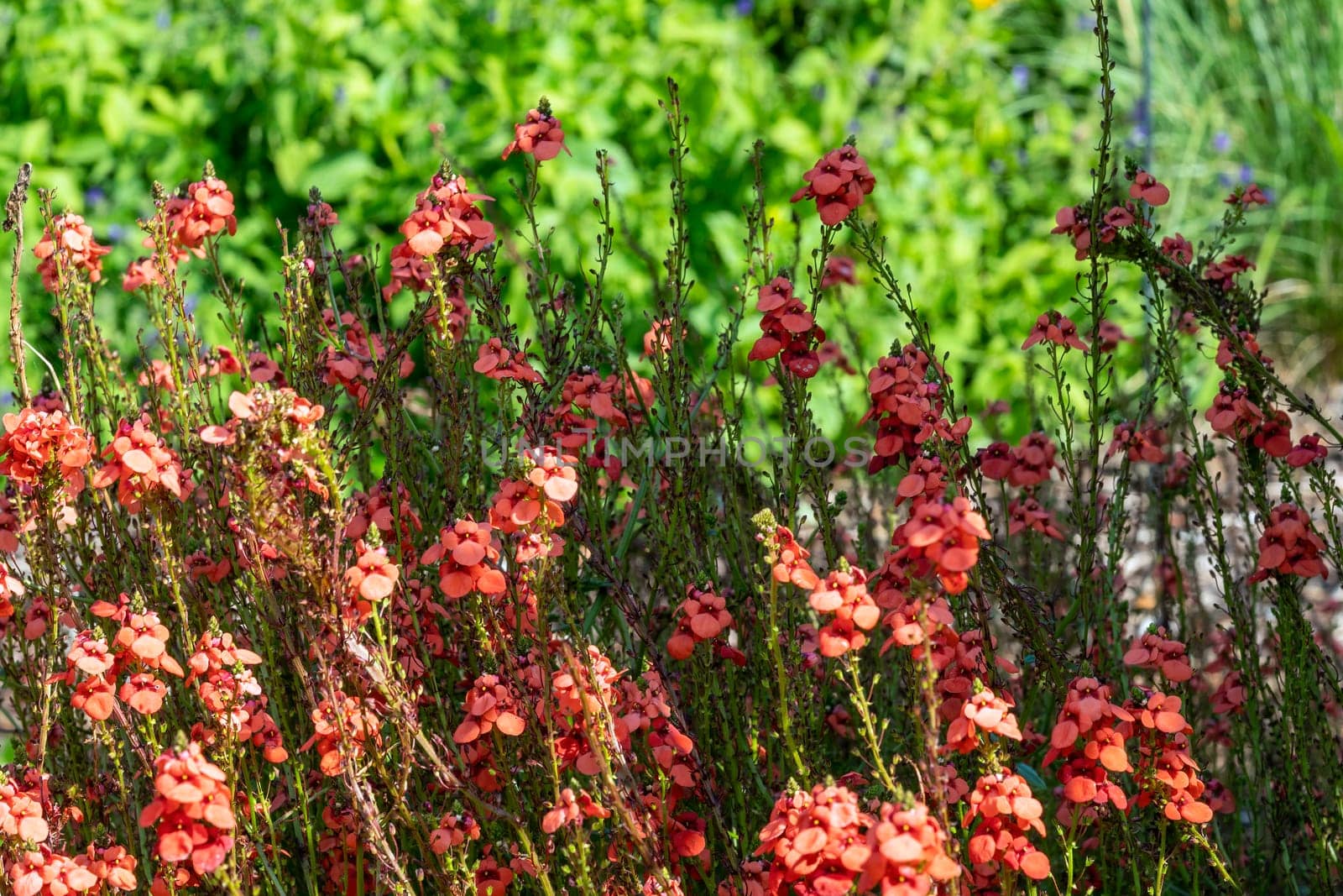 Diascia personata a summer autumn herbaceous pink perennial flower plant commonly known as twinspur stock photo image