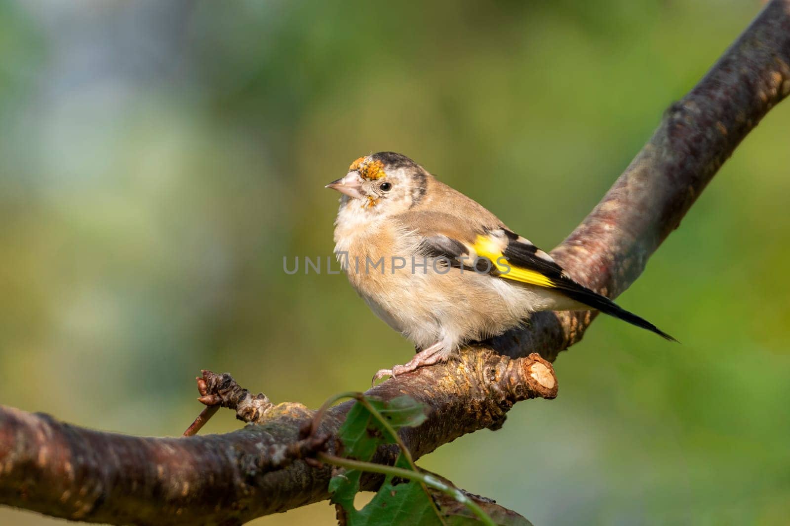 Goldfinch (Carduelis carduelis) bird perched on a shrub branch which is a common garden songbird bird found in the UK and Europe, portrait stock image photo