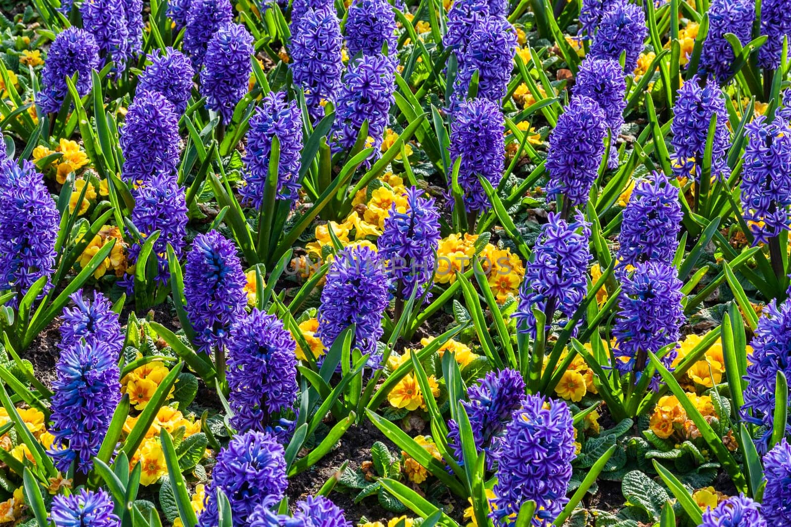 Blue hyacinth bulbous springtime flower with yellow primrose which are are a spring herbaceous perennial plant stock photo image