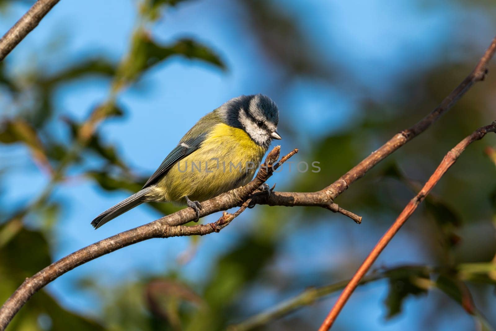 Blue tit (Cyanistes caeruleus) portrait image of an Eurasian bird perched on a tree branch which is a common small garden songbird found in the UK and Europe stock photo