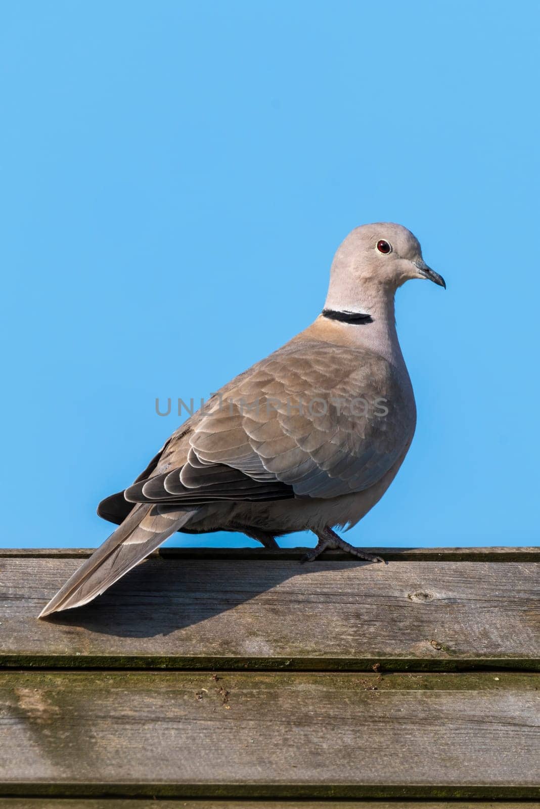 Eurasian collared dove (Streptopelia decaocto) bird perched on a garden fence which is a common species found in the UK and Europe, a portrait stock image photo