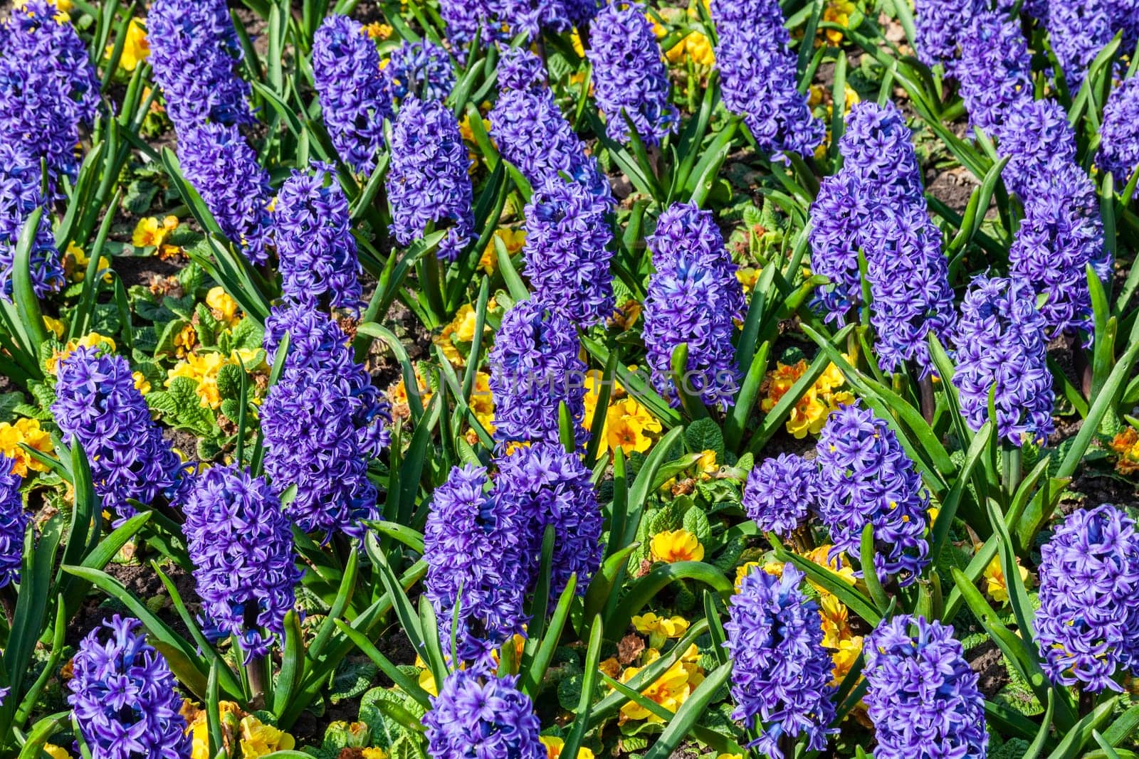 Blue hyacinth bulbous springtime flower with yellow primrose which are are a spring herbaceous perennial plant stock photo image