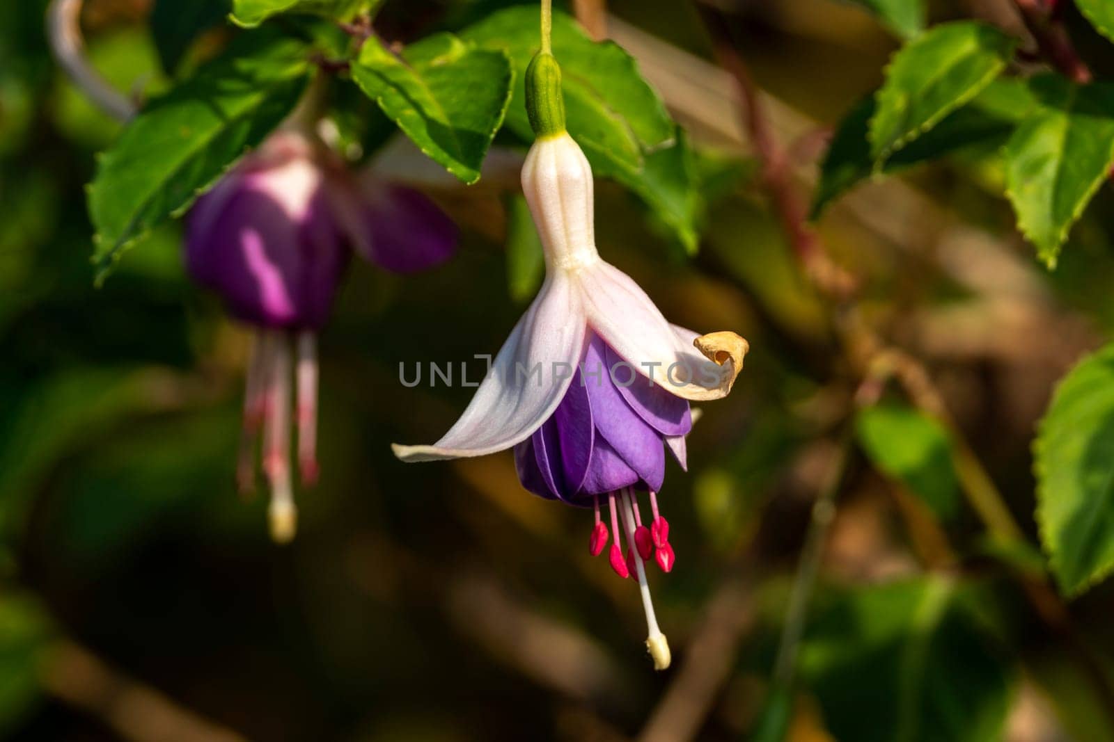 Fuchsia a perennial hardy shrub which is a summer autumn flower plant stock image photo