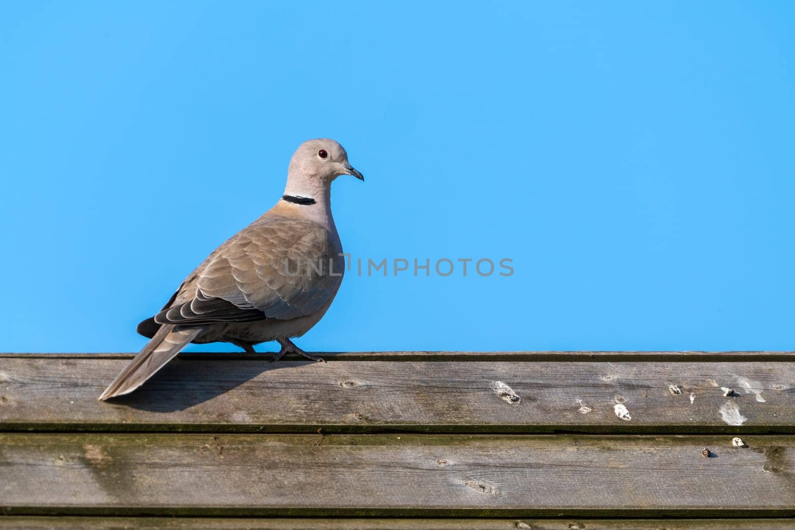 Eurasian collared dove (Streptopelia decaocto) bird perched on a garden fence which is a common species found in the UK and Europe, a portrait stock image photo with copy space