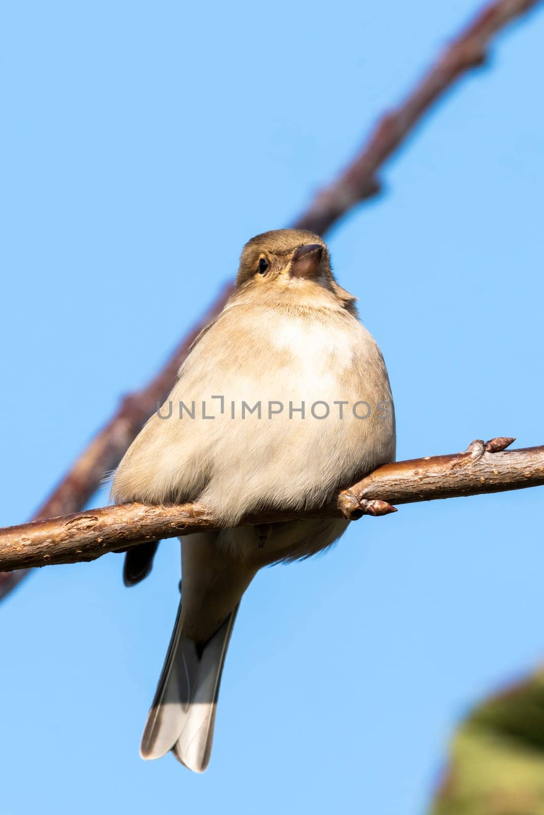 Hedge sparrow or Dunnock, (Prunella modularis) bird perched on a shrub branch which is a common garden songbird bird found in the UK and Europe, stock photo image