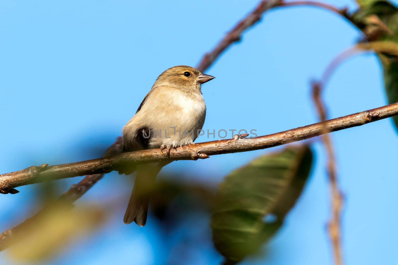 Hedge sparrow or Dunnock, (Prunella modularis) bird perched on a shrub branch which is a common garden songbird bird found in the UK and Europe stock photo image