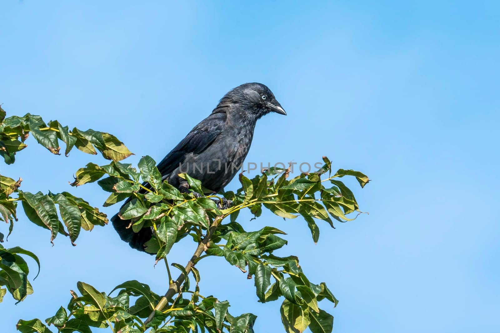 Jackdaw (Coloeus monedula) a black crow bird perched on a tree top branch with a clear blue sky, stock photo image