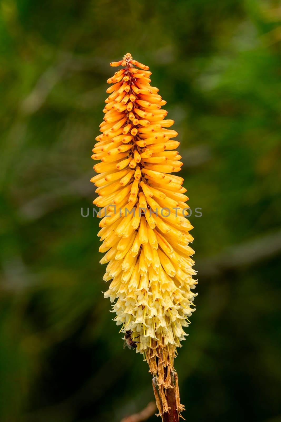 Kniphofia 'Torchbearer' a coral pink semi evergreen perennial summer autumn flower plant commonly known as red hot poker or torch lily, stock photo image