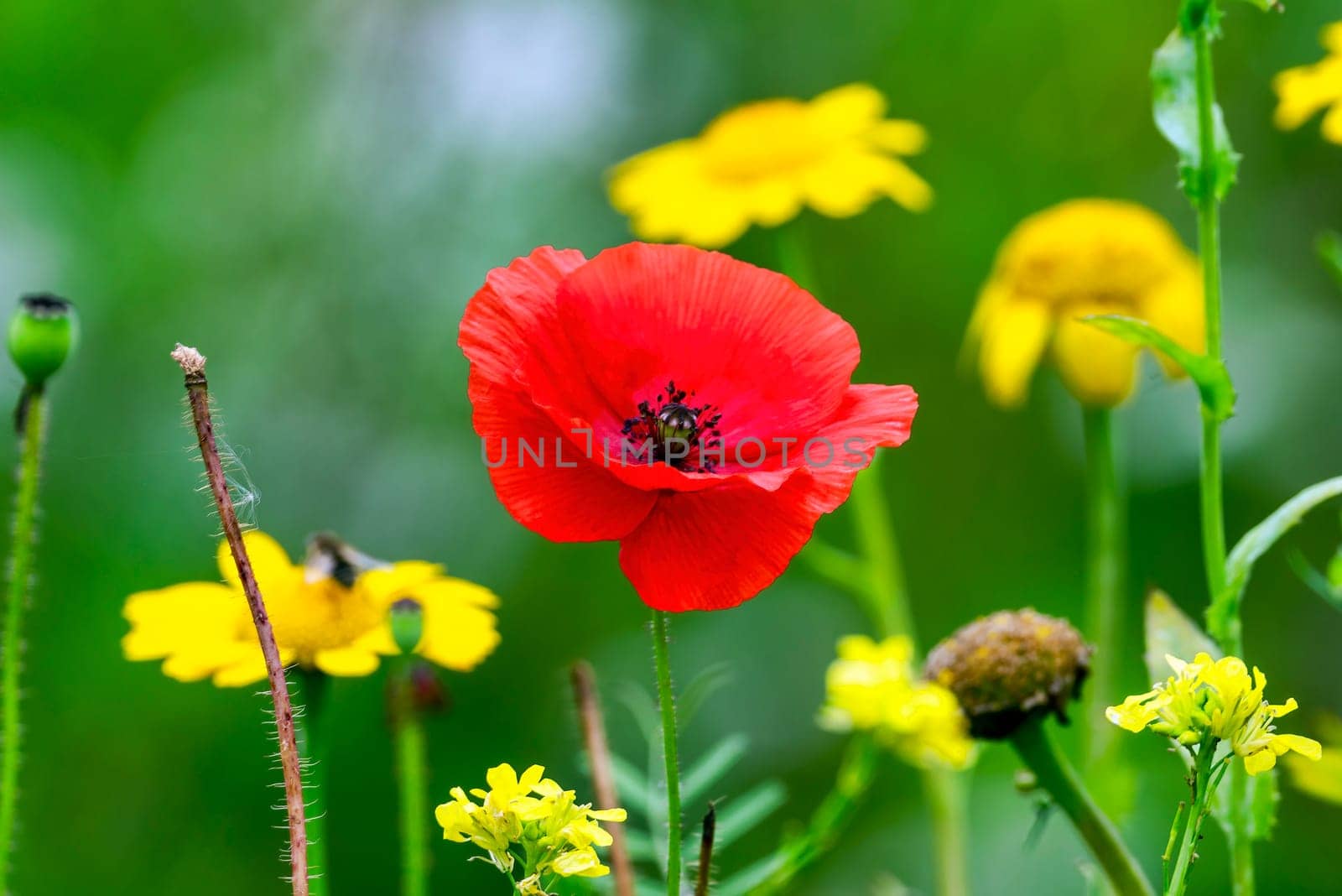 Red poppy (papaver rhoeas) a common wild garden flower plant used in armistice remembrance day celebrations and is often called a corn poppy